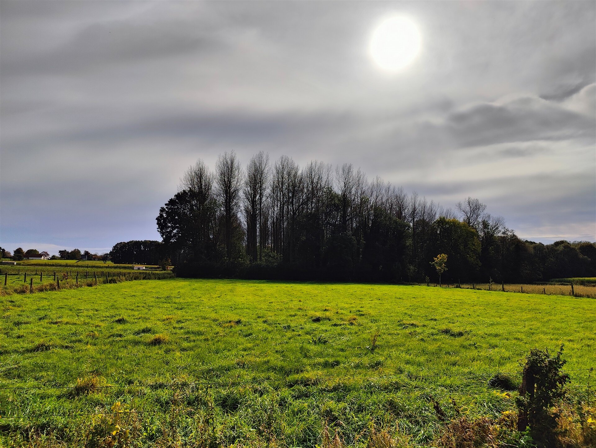 Bois à vendre à OPWIJK